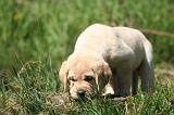 LABRADOR 1151